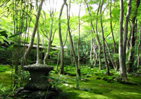 祇王寺